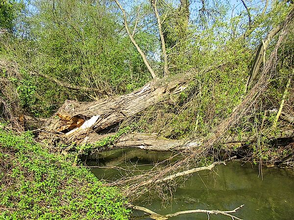 Bäume quer über Fluss